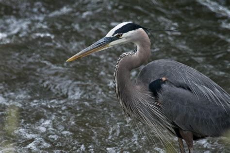 Chicago’s Rivers: A Lifeline for Birds — Chicago Audubon Society