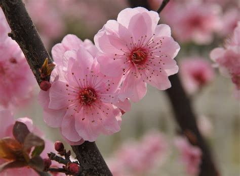 Delaware State Flower, Peach Blossoms | Young Gardener