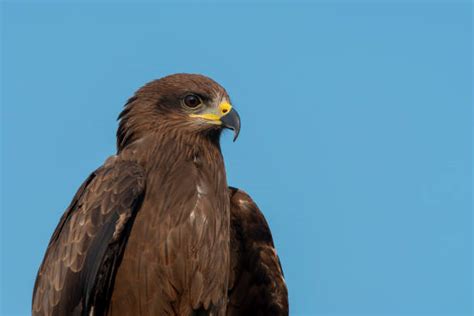 600+ Kite Bird Of Prey Carnivore Animal Stock Photos, Pictures ...