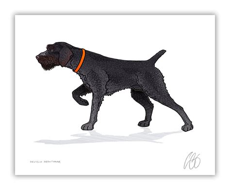 Deutsch-Drahthaar Print | Bird Dog of the Day