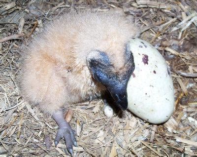 Turkey vulture nest found in rural Polk Co. barn | Archive ...