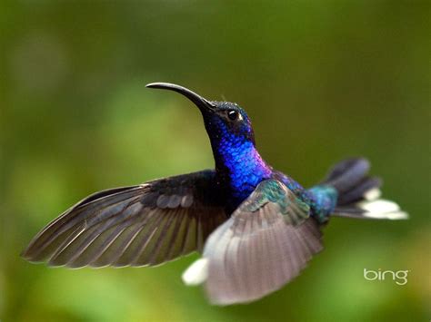 Bing Desktop Slideshow Wallpapers - Top Free Bing Desktop Slideshow ...