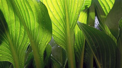 Tropical Plants that you Can Grow Outdoors in the UK - Jungle Spaces