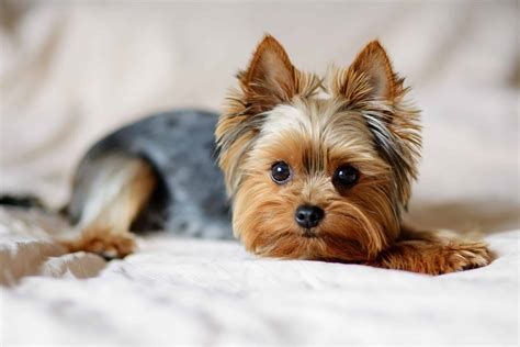 How Do Yorkie Puppies Look