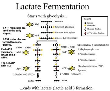 Lactic Acid Fermentation | Products, Equation & Examples - Lesson | Study.com