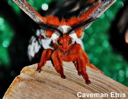 Cecropia Moth from Cocoon - Caveman's Nature Site