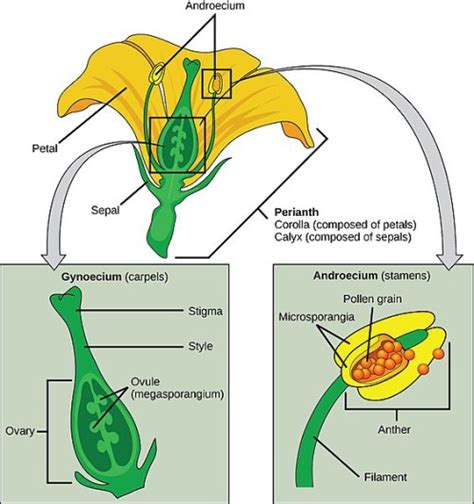 What is the Difference Between Stamen and Carpel - Pediaa.Com