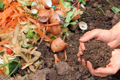 Compost vs Humus: What Are The Differences? | Horticulture