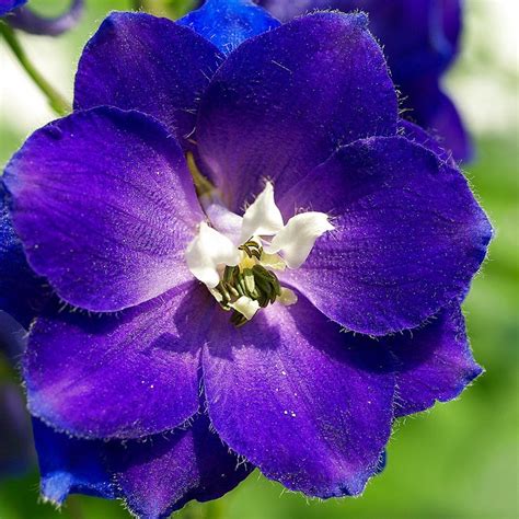 a purple flower with white stamen in the center