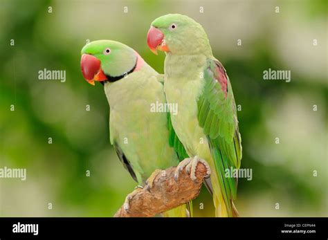 Indian Green Parrot