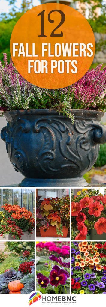 12 Fall flowers for Pots that Create a Seasonal Look