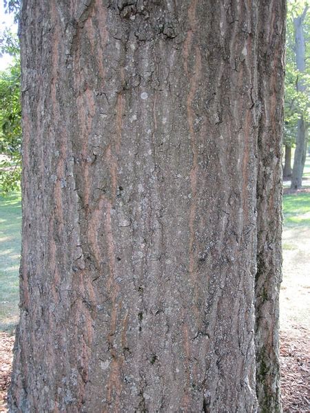 Quercus nigra (Black Oak, North American Barren Oak, North American Black Oak, Oaks, Possum Oak ...