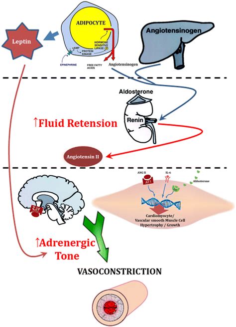 Mechanisms of vasoconstriction | Download Scientific Diagram