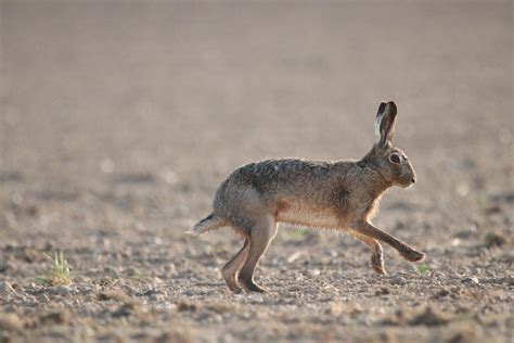 15 Wild Animals in Iraq [Wildlife in Iraq] - Kevmrc