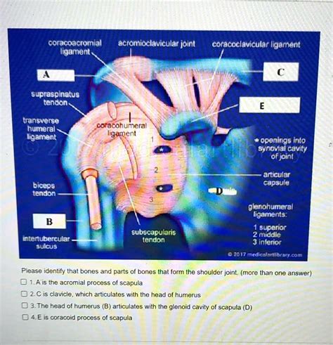 SOLVED: Coracoacromial ligament Acromioclavicular joint Coracoclavicular ligament Supraspinatus ...