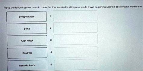 place the following structures in the order that an electrical impulse would travel beginning ...