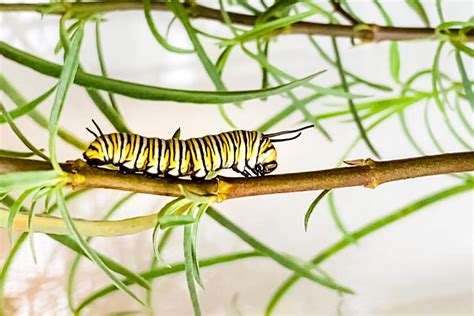 How To Raise A Monarch Butterfly Caterpillar