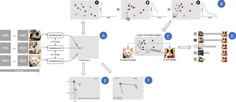 The embedding model (A) describes how image batches are fed into the ...