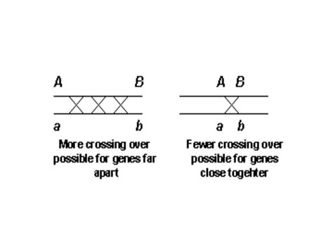 Genetic linkage