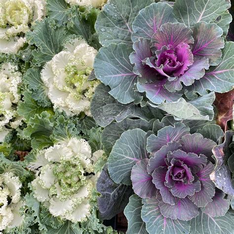 Ornamental Cabbage 1.5ltr pot - Eden Park Garden Centre