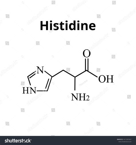 Amino Acid Histidine Chemical Molecular Formula Stock Vector (Royalty Free) 1911997447 ...