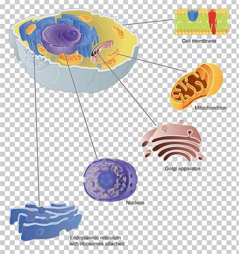 Golgi Apparatus Cell Membrane Protein Targeting PNG, Clipart, Biological Membrane, Camillo Golgi ...