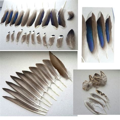 Mallard feathers for SALE by TichodromaMuraria on DeviantArt