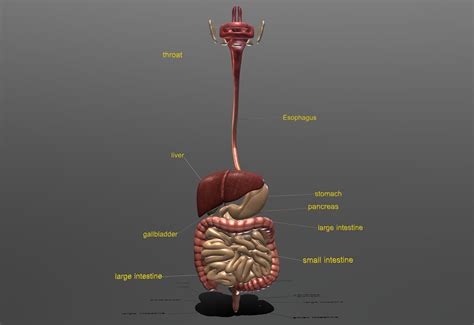 ArtStation - digestive system 3D Model | Resources