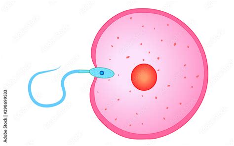 Fertilizer, reproduction, reproductive cells. Sperm cell entry into the ovum egg cell ...