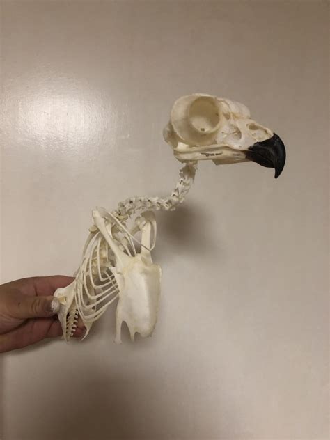 Eurasian Eagle Owl skeleton in progress : r/bonecollecting