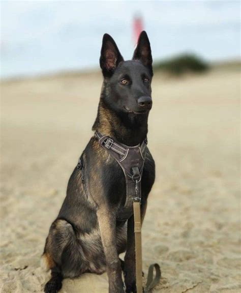 Pin on Belgian Malinois Puppies