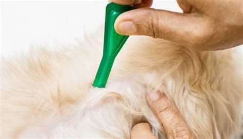 Tick Repellent for Dogs: Natural vs Chemical and What You Must Know