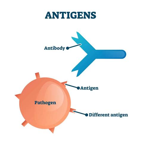 Hoe Zit Het Wat Is Het Verschil Tussen Een Antigeen En | Porn Sex Picture