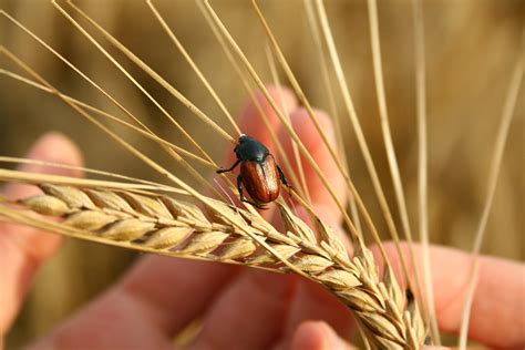 bug in the wheat 2 Free Photo Download | FreeImages