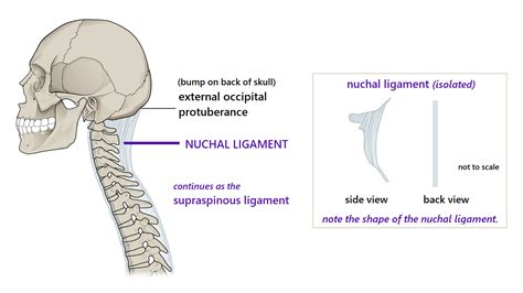 Body Alignment & Balance. Our Midline Anatomy & the Median Plane ...