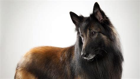 Belgian Tervuren : Dog Breed Selector : Animal Planet