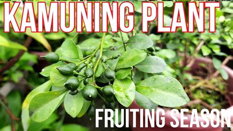 Kamuning Plant (Murraya paniculata)Fruiting Season Update - YouTube