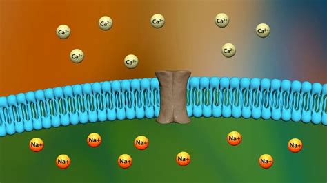 Mechanism of action of digoxin | Presentation, Outdoor decor, Pool float