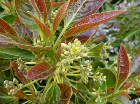 End of March...Finding Flowers in the Avocado Grove - Mimi Avocado