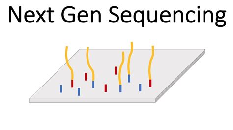 Illumina Ngs Sequencing