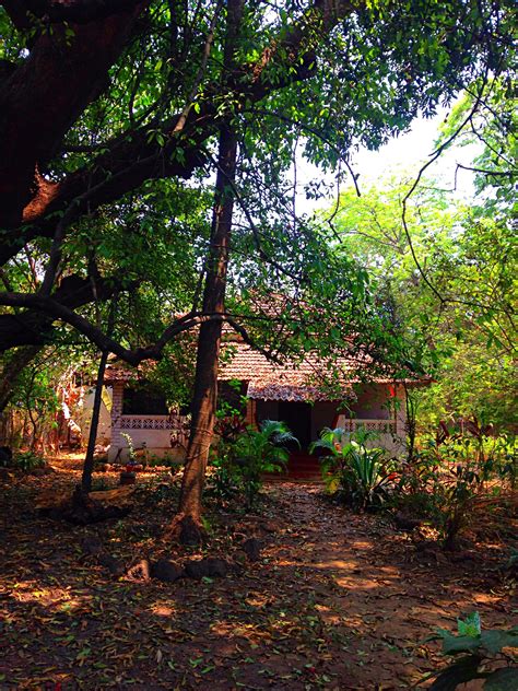 Anjuna Anjuna, Yoga Retreat, Goa, Tree Trunk, House Styles, Plants, Home Decor, Decoration Home ...