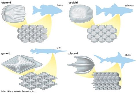 Placoid scale | fish anatomy | Britannica.com