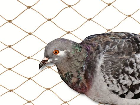 Bird Control Netting - Sicor International