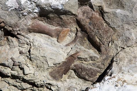 Nearly Complete Tyrannosaur Fossil Discovered - Research & Development ...