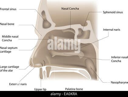 anatomia del naso Immagine e Vettoriale - Alamy