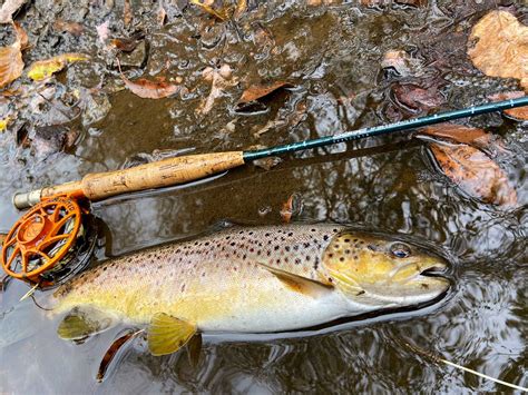 West Branch Susquehanna: A River In Recovery - Trout Unlimited