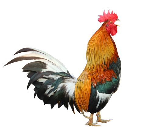 Colorful free range male rooster isolated on white background 10792657 PNG