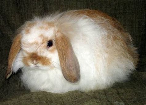 American Fuzzy Lop Rabbits | USA Rabbit Breeders