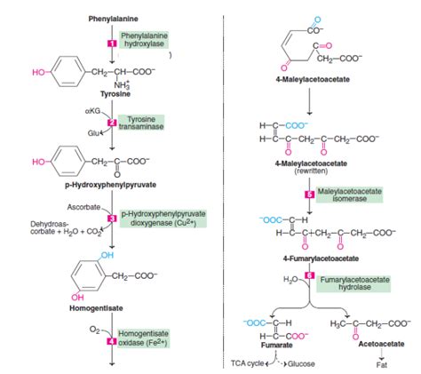 Thyroid hormone biosynthesis