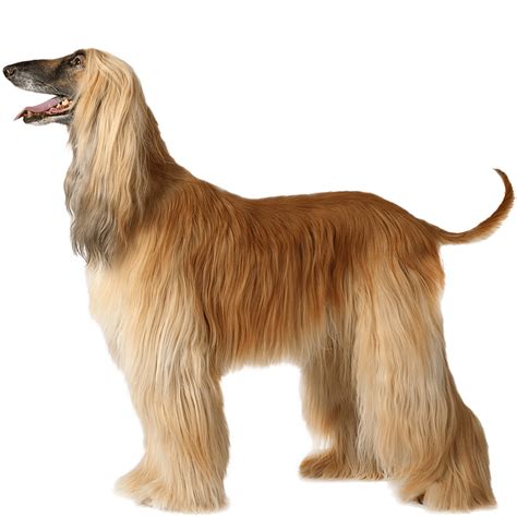 Afghan Hound Dog Breed Information - Dognomics